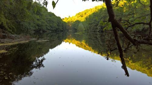 Les Foug�res Du Lac