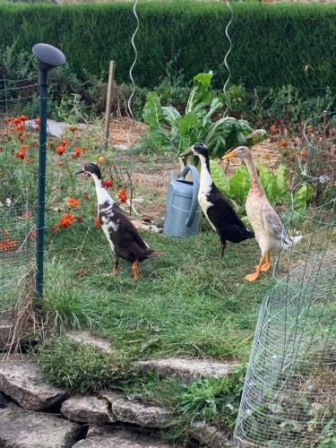 Bed & Breakfast La Basse Monniere