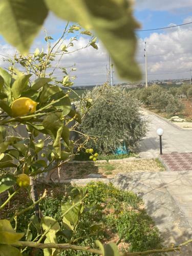 Modern Farm 0798815489
