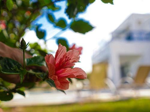 Azzurro Holiday Villa Artemis By Sanders