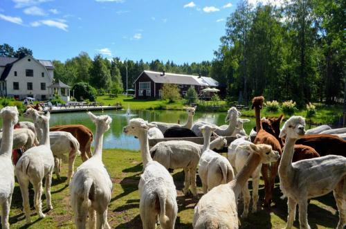 Norr�ngens Alpacka Bed & Breakfast