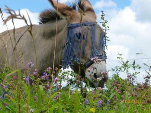 Bed & Breakfast Fen�tre Sur Loire