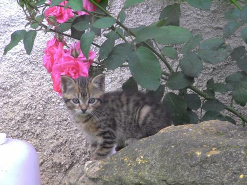 Bed & Breakfast Fen�tre Sur Loire