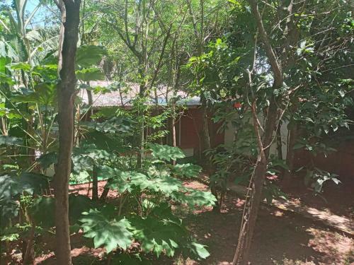 Hostal Alojamiento El Bosque