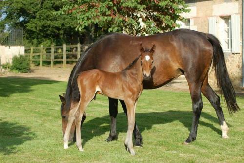 Haras Des Hayes