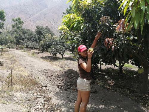 Caba�a En Fundo Huabayor