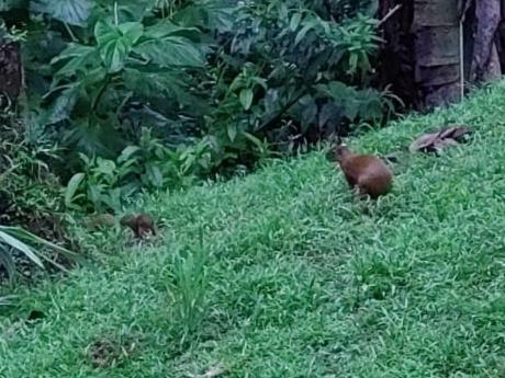 Arenal R�stic Lodge