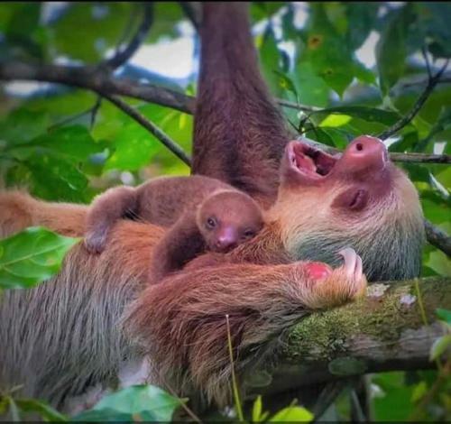 Apartamento Sloth House