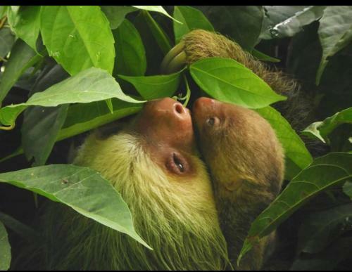 Apartamento Sloth House