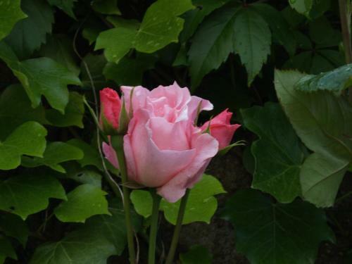Bed & Breakfast Les G�tes De Ch�risey