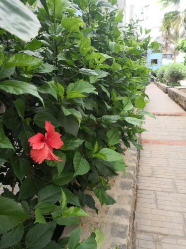 Residence Djadsal Moradias Apartments