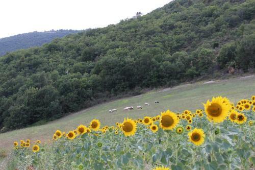 Agroturismo Agriturismo Roccagelli