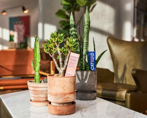 The Catbird Hotel