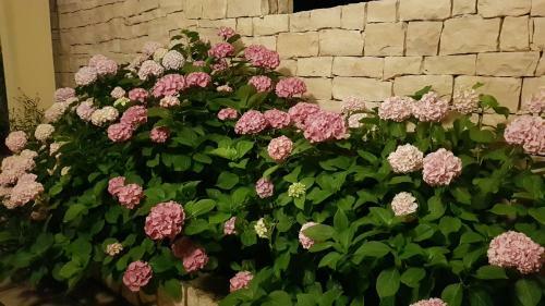 Bed & Breakfast Villa Anka