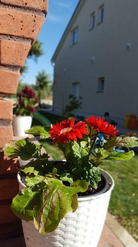 Apartmani "sandro" Gonar