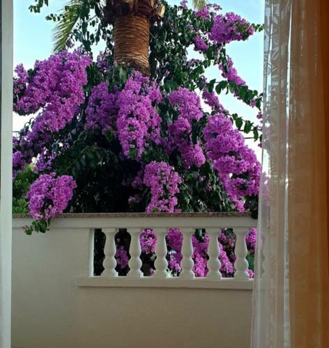 Apartmani Silvana Padovan