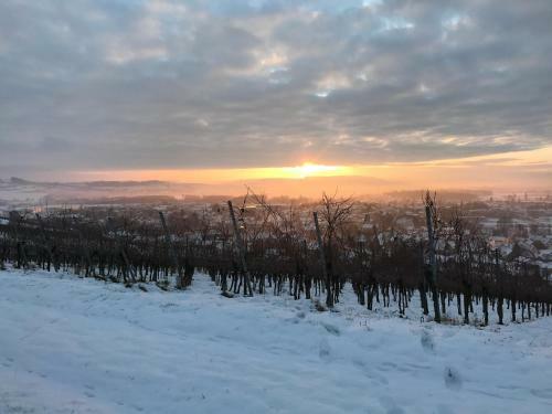 Apartamento Bioweingut Und Ferienwohnung