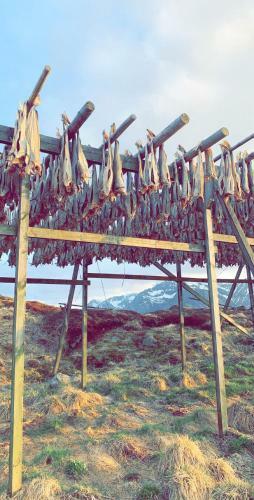 Narnia Lodge Lofoten