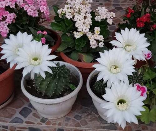 Hostal Pensiunea Happy Flowers