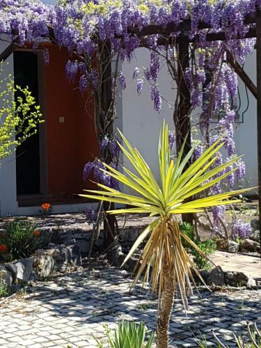 Bed & Breakfast Casa Oliviera