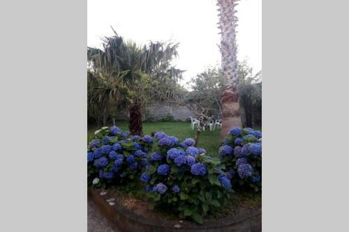 Typical Azorean Cottage