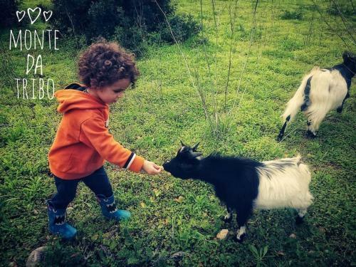 Bell Tent Nature