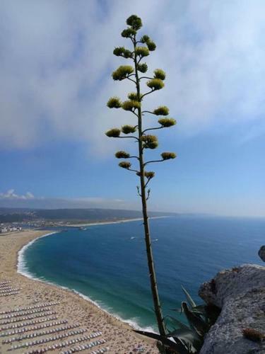 Bed & Breakfast Tipping Point North Beach Nazare