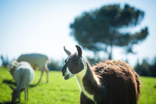 Agroturismo Monte Do Lago, Peg�es