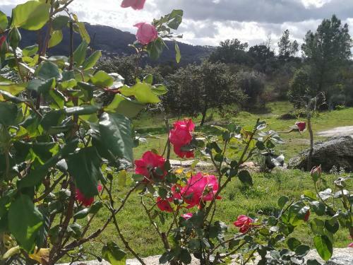 Eiras Do D�o