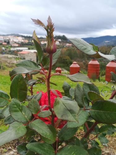 Eiras Do D�o