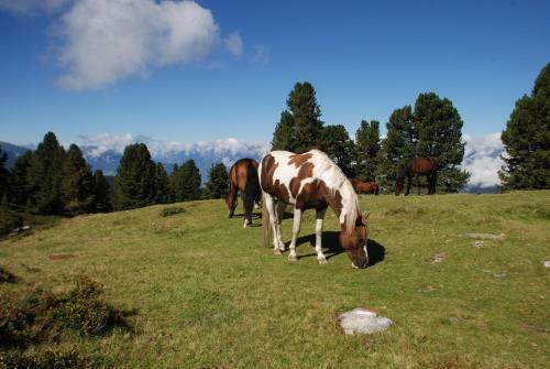 Hostal Gasthof Marlstein