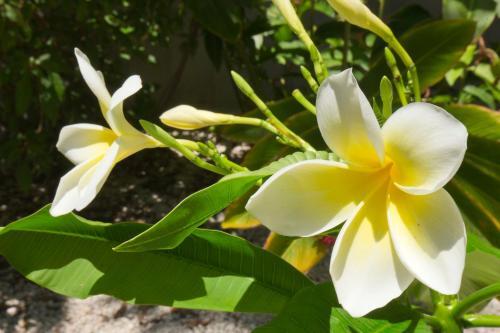 Apartamento Turtle Cay Island Delight C327