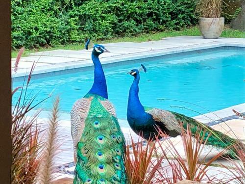 Tropical Paradise With Swimming Pool Miami