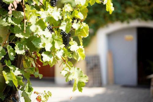 Apartamento Weingut Martin Blass