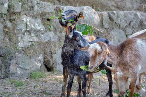 Agroturismo Quinta De Silharezes, Lda