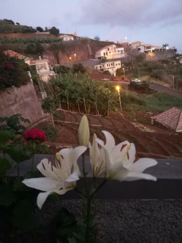 Casa-albatros