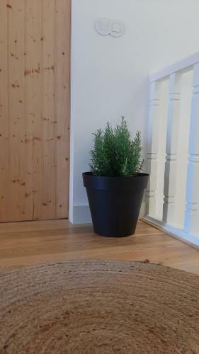 Hostal O Violas - Art Coffee & Guesthouse