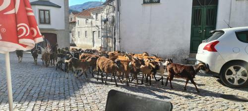 Casa Na Serra, Sabugueiro
