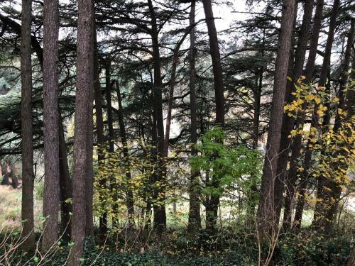 Hostal Lyon Country House
