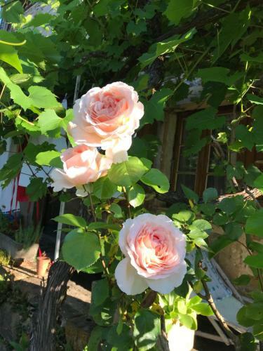 Hostal La Maison D H�l�ne