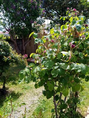 Bed & Breakfast O Douceurs Sucr�es Cabourg