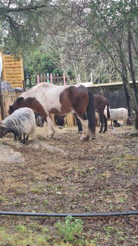 Lodge G�te Atypique : Le Pod