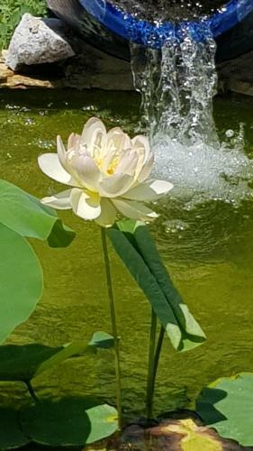 G�te La Voli�re