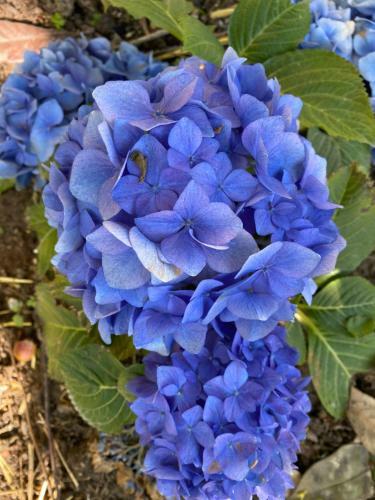 Bed & Breakfast Carcazen