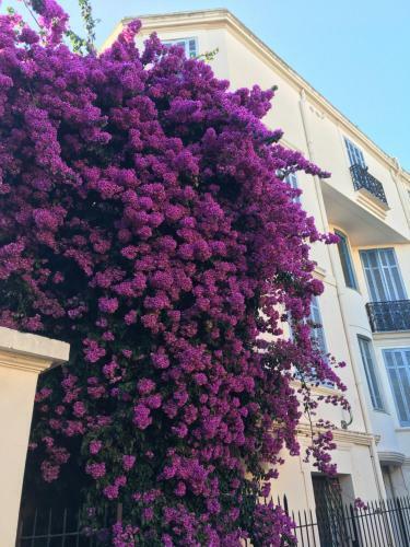 Apartamentos Amazing Studio Cannes Center