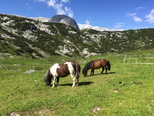Hostal Gjaid Alm