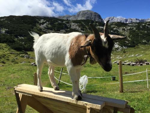 Hostal Gjaid Alm