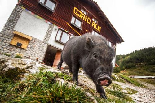 Hostal Gjaid Alm