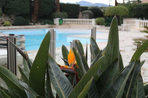Apartamentos Appartement Palm D'azur