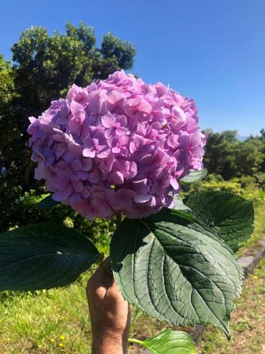 Rosa Ch�